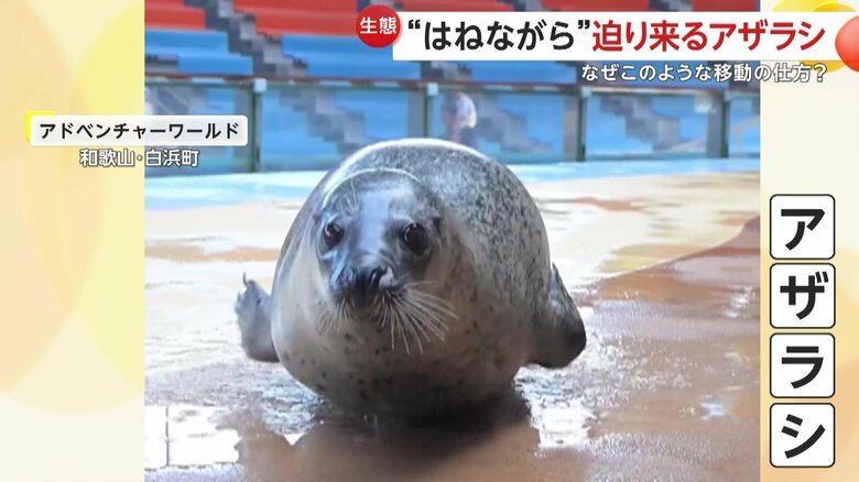 体温を維持するために表面積が小さくなるように進化したアザラシ