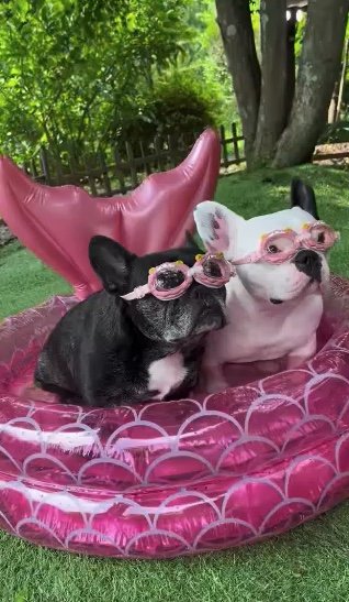 今年のプールでも固まる2匹（提供：天使の笑顔さん）