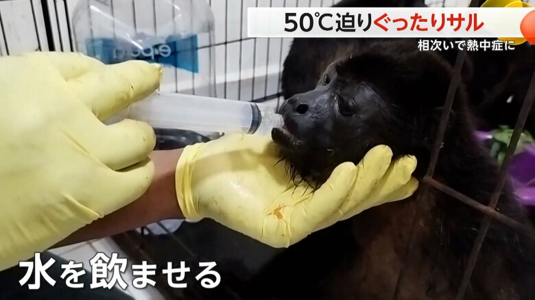 サルに注射器で水を飲ませる病院スタッフ