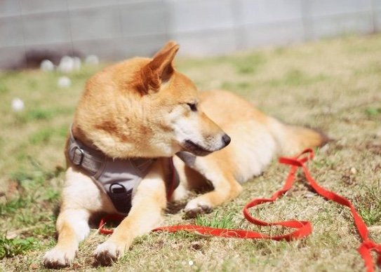 提供：柴犬まるやん日記さん