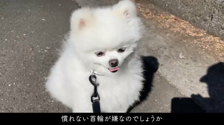 首輪が嫌なのだろうか？