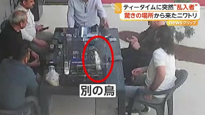 テーブルの上にいたニワトリとは別の鳥（IHA）