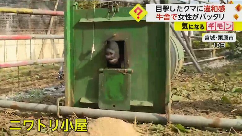 宮城県のニワトリ小屋で、ワナにかかった興奮状態のクマ