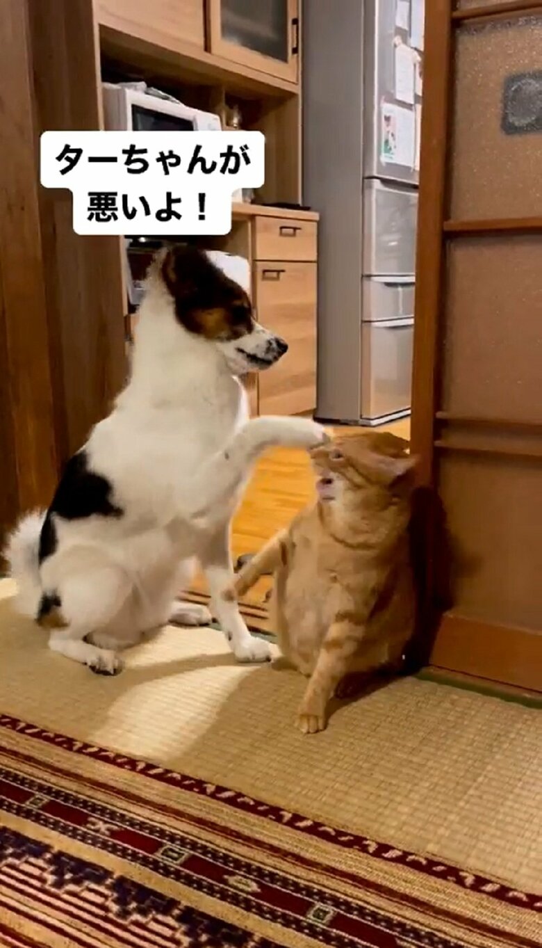 「ターちゃん（ターコロくん）が悪いよ！」