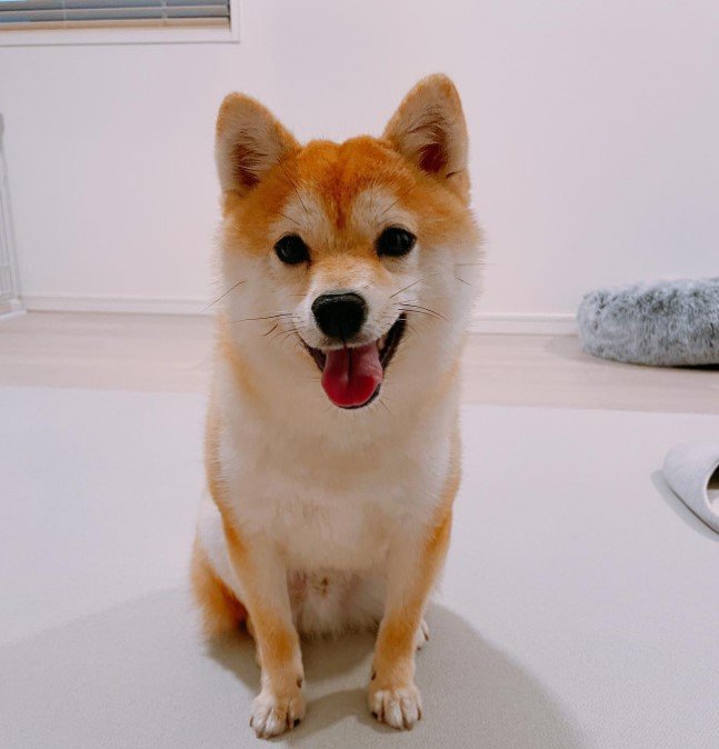 提供：豆柴ちくわ&がんもさん