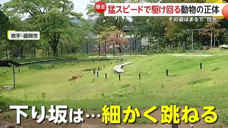 下り坂では、転ばないように細かく跳ねるなどの器用さも見せているカンガルー