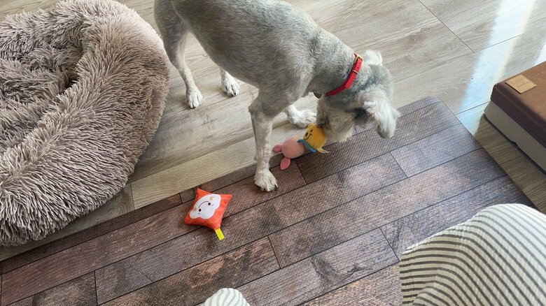 ぬいぐるみで遊ぶ