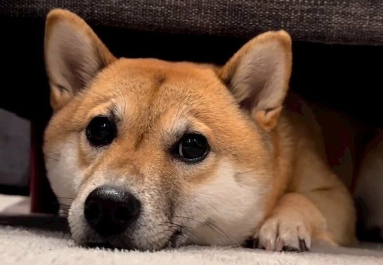 小さな頃から狭いところが好き