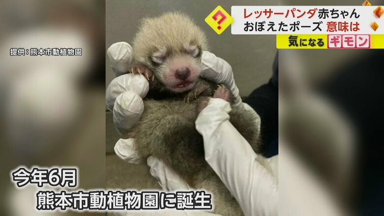 レッサーパンダの赤ちゃんが生まれた時の様子