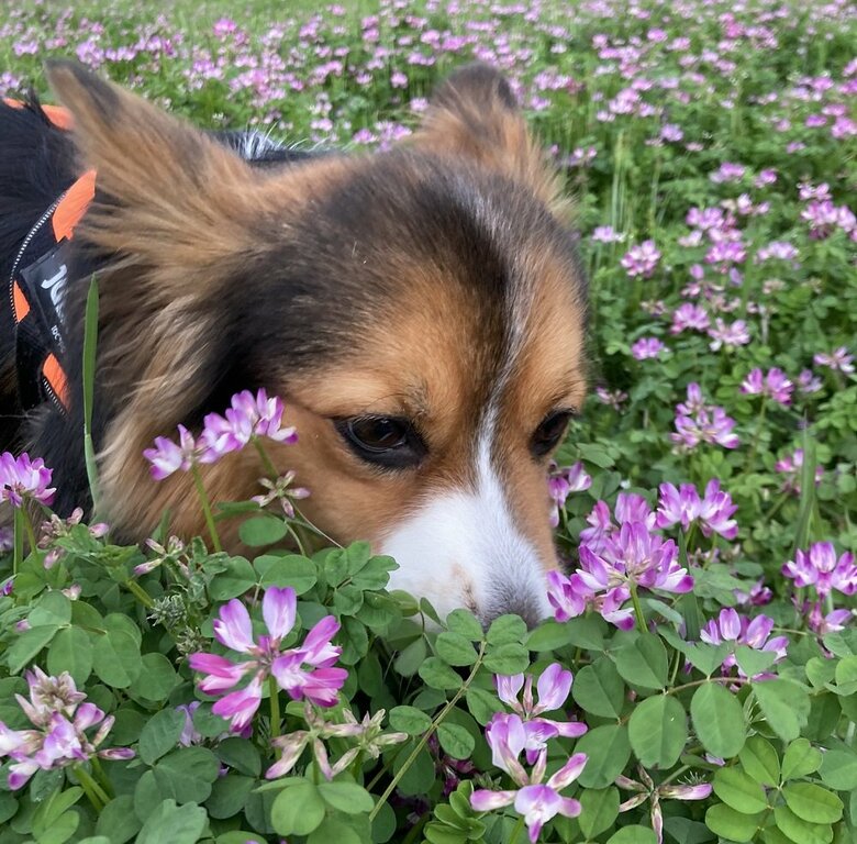 れんげ畑　くんかくんか