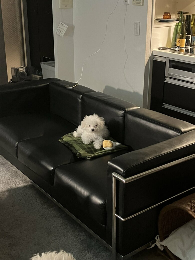 提供：白く、柔らかな犬さん