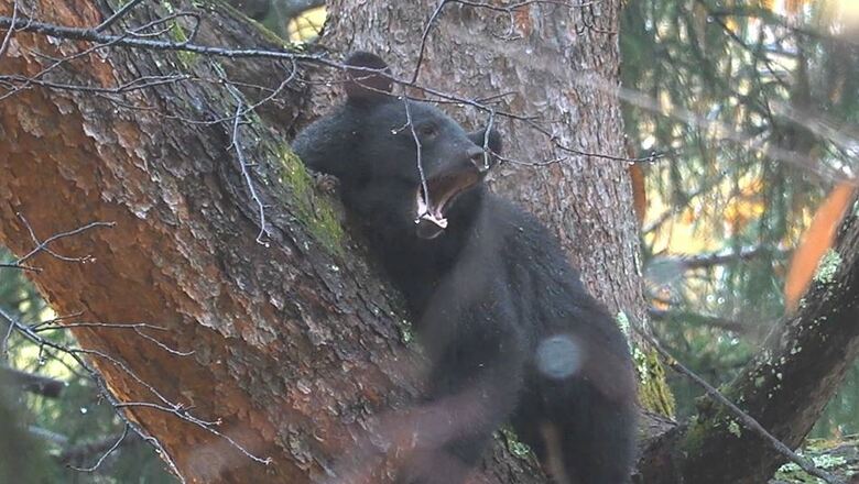 木の上にとどまったクマ（11月10日、大町市）