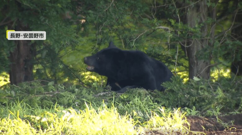 長野・安曇野市でシカ用のワナにかかったクマ