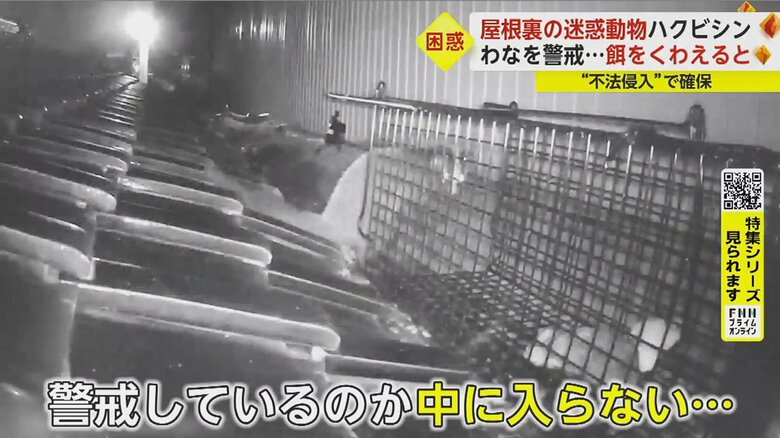 餌の臭いを嗅ぎながら、わなの入り口へ来るが