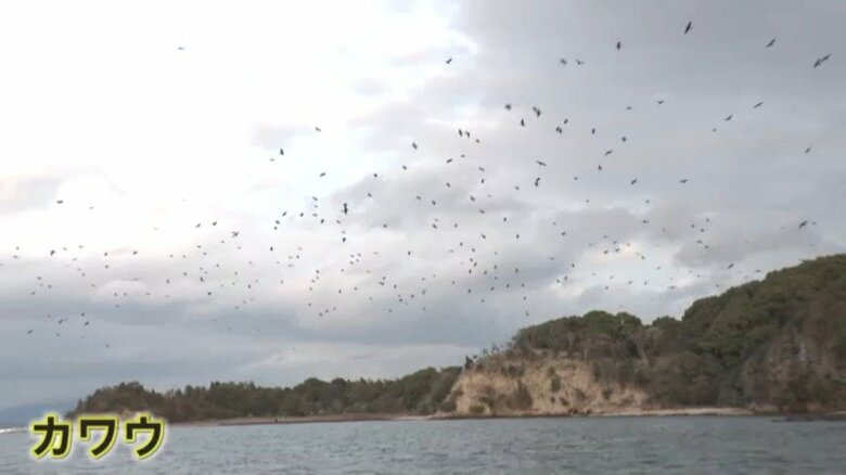宮島に来るカワウ