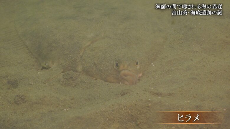 ヒラメの姿が…