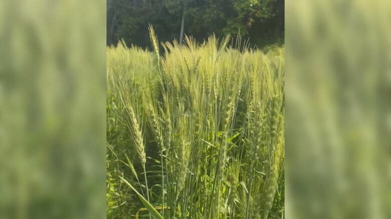 パンをつくるために小麦も栽培