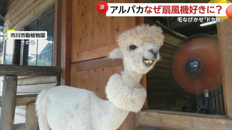 虫よけを兼ねていた扇風機はマシュちゃんにとって必需品