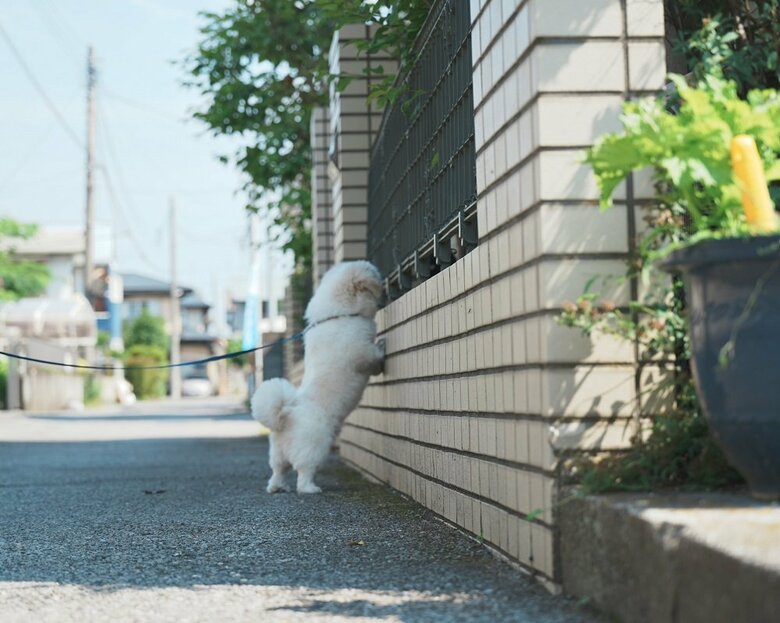町を巡回　犬の鳴き声が聞こえてきたら確認