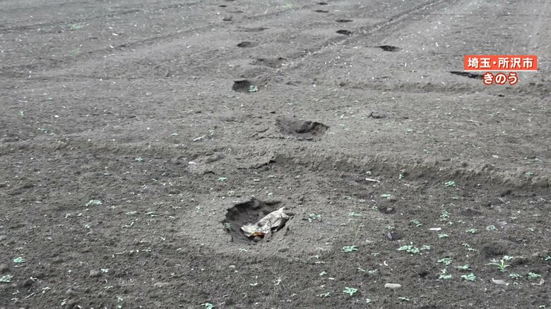 畑に残された犯人のものと見られる足跡