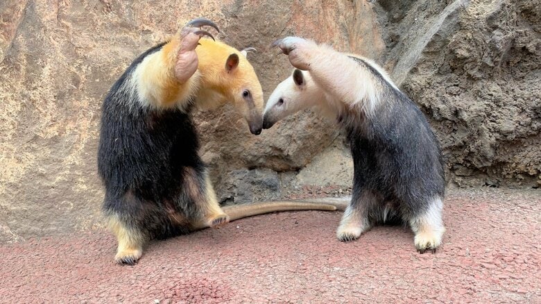 威嚇なのに可愛い（提供：伊豆シャボテン動物公園）