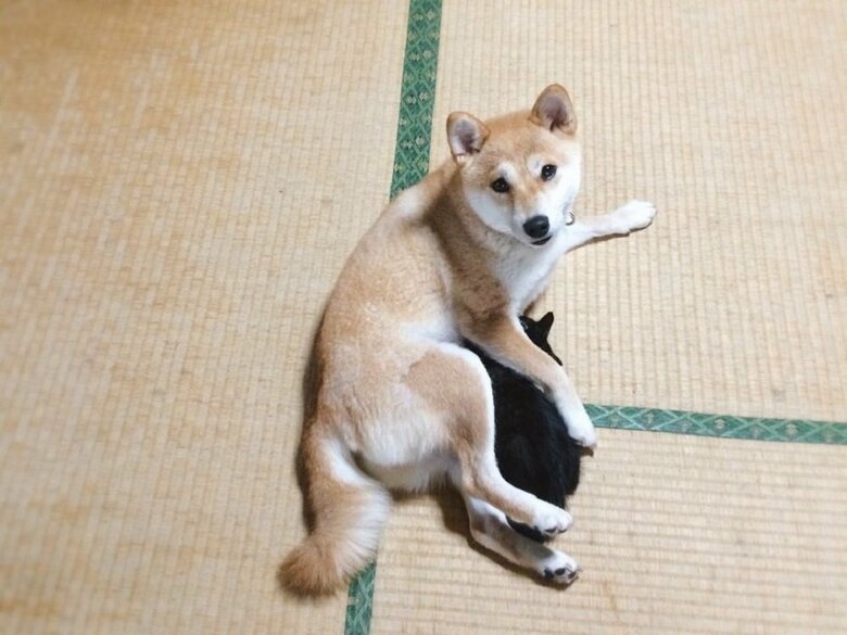 ももちゃんのおっぱいを飲む天くん