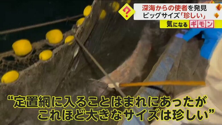 定置網にかかった全長約5メートルのリュウグウノツカイ