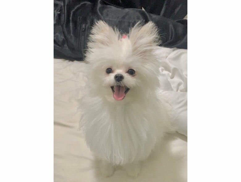 提供：かわいーぬさん