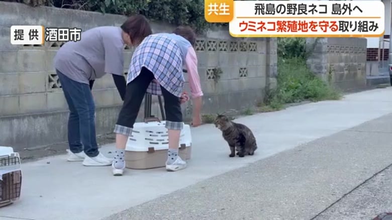 飛島で野良猫を保護する様子