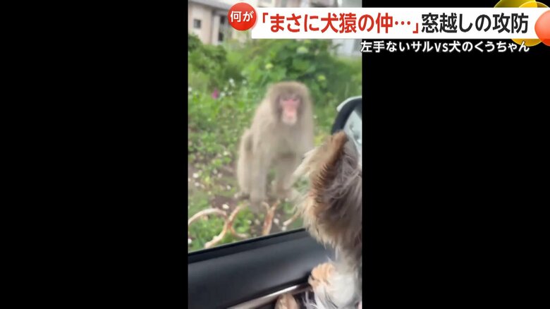 左手のないサルが口を大きく開け、威嚇するように窓へと飛びかかる一部始終②