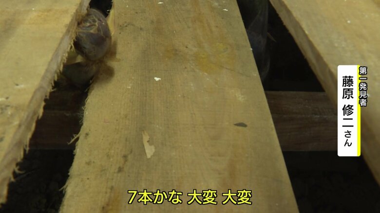 床下を見ると生えてきているタケノコが