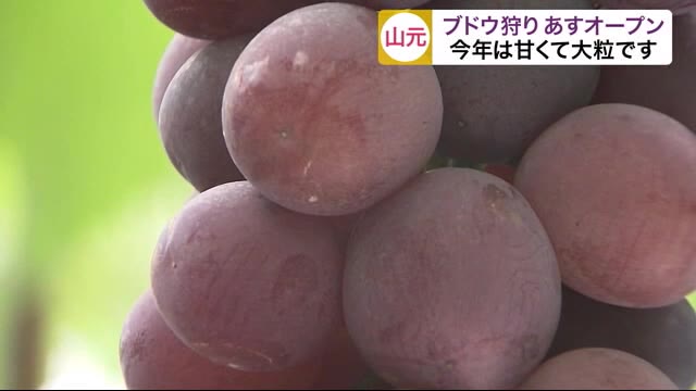 今年は甘くて大粒です!ブドウ狩りはいかが 9月5日オープン 山元町 観光農園〈宮城〉