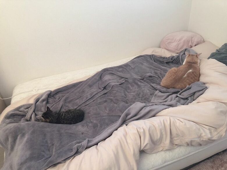 提供：たーにゃ。さん