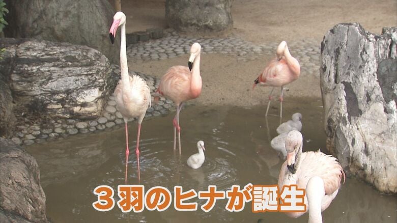 2021年に生まれた3羽のフラミンゴのヒナ