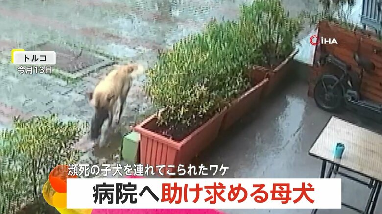 子犬をくわえた母犬が動物病院に現れ、獣医師によって保護される一部始終（2）