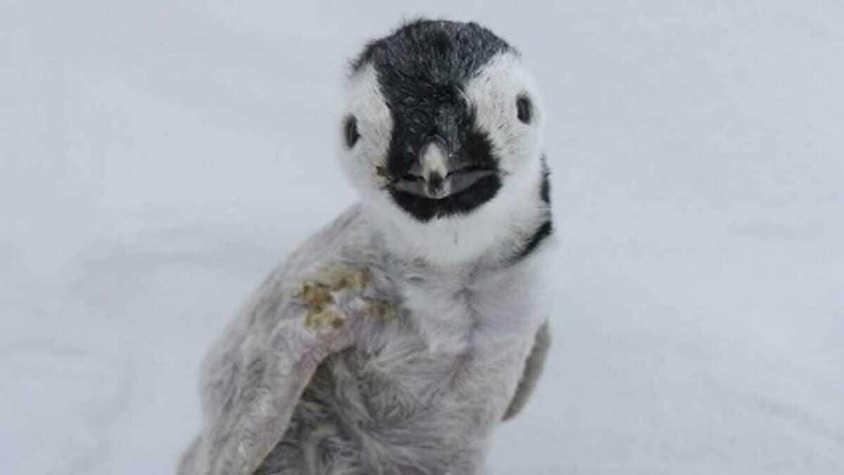 ペンギンの赤ちゃんがモフモフ可愛い でも育てるのは 鳥人間 そこには優しい理由があった Fnnプライムオンライン