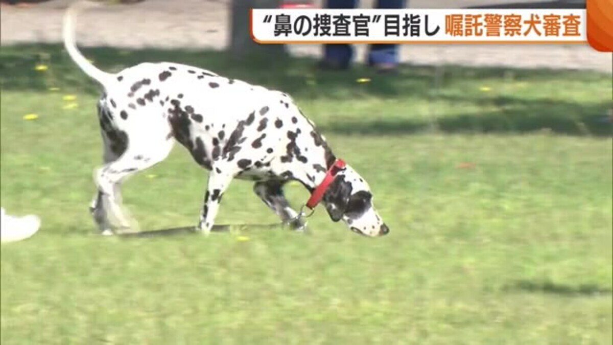 ダルメシアンと豚の警察官 置物