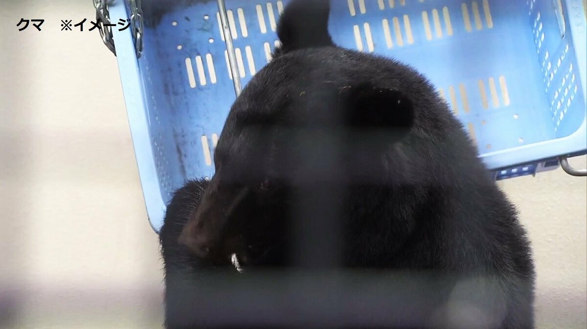 img_5172904a4fb7dfcf53acb41bb5