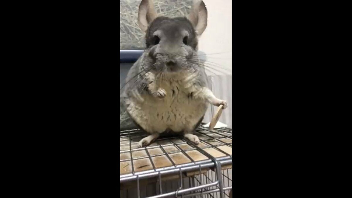 おもちゃをひとかじりして ポイ チンチラとのやりとりが可愛い 気に入らんらしい 飼い主に聞いた