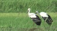 “幸せを運ぶ鳥”飛来　国の特別天然記念物コウノトリ　田んぼで羽を休める姿を発見　大分・国東市