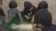 “池の水抜いて”生き物調査　在来種保護のため…“80cm”のコイに子どもは大興奮【福岡発】