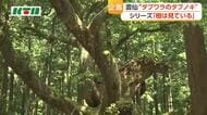 存在感を放つ　雲仙市のタブノキ　樹齢400年の巨木　長崎県内でも最大級の大きさ