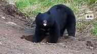 「猫まで食べるのか」飼い猫「タマ」をクマが襲撃　家のそばで死骸見つかる　「いやしっかりクマだ…クマだ」屋根の上に6時間半“居座り熊”も　岩手
