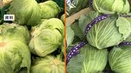 レタス5割高　キャベツ4割高　9月下旬の葉物野菜が高騰　長雨の影響による気温低下や日照不足で　農水省