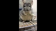 おもちゃをひとかじりして“ポイ”…チンチラとのやりとりが可愛い! 「気に入らんらしい」飼い主に聞いた
