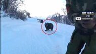 【なぜ】冬眠しているはずのクマがスキー場に出没…その理由は？専門家「人里の物に依存しすぎると冬眠がどんどん遅くなる」春先も注意