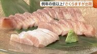 春告げる魚！“佐渡さくらます”の出荷開始「脂がのり口当たり滑らか」 今年は例年の倍以上の出荷量見込む 新潟