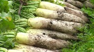冬はおでんや鍋で炊いて…季節限定「蒜山こだわり大根」の収穫 霜が降りることで甘み増す【岡山・真庭市】