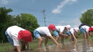 小学生が田植えに挑戦【岩手・一関市】