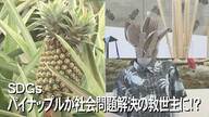 パイナップルの葉っぱや茎が服に変身！？　“廃材”活用でサステナブルな取り組み【沖縄発】